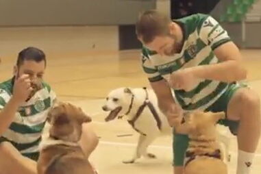 Sporting promoveu campanha de solidariedade e jogadores acabaram a jogar com cães