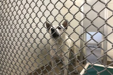 Bubba foi vítima de vários abusos sexuais por parte dos donos