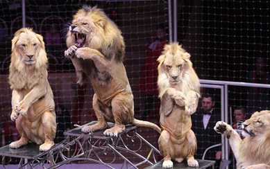 Leão ataca menina de quatro anos durante espetáculo de circo - Mundo -  Correio da Manhã