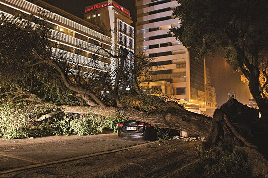 Queda de árvores na Figueira da Foz destruiu vários carros 