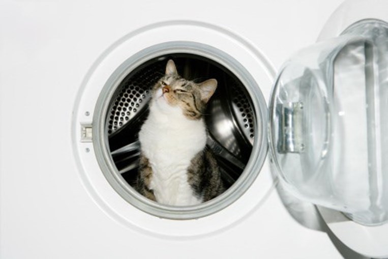 Gatos em máquinas de lavar