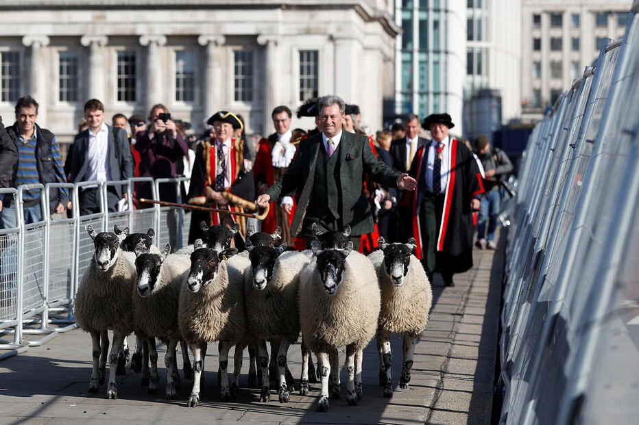 Rebanho de Ovelhas faz 'parar' ponte de Londres 
