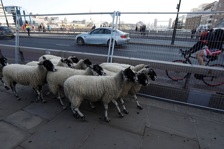 Rebanho de Ovelhas faz 'parar' ponte de Londres 
