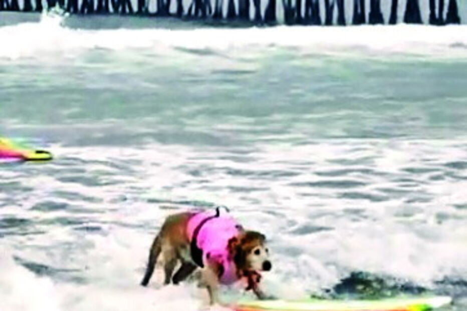 Cães surfistas arrasam na praia