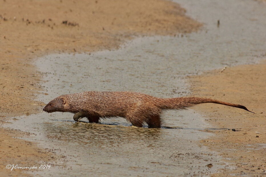 Um Saca Rabos na natureza