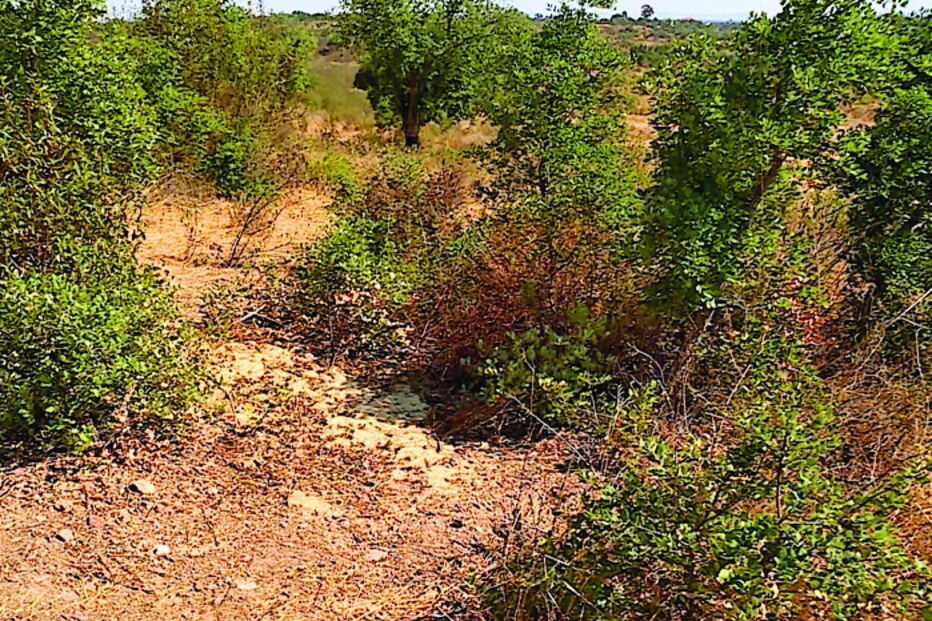 Corpo encontrado em local ermo, com saco de plástico na cabeça  