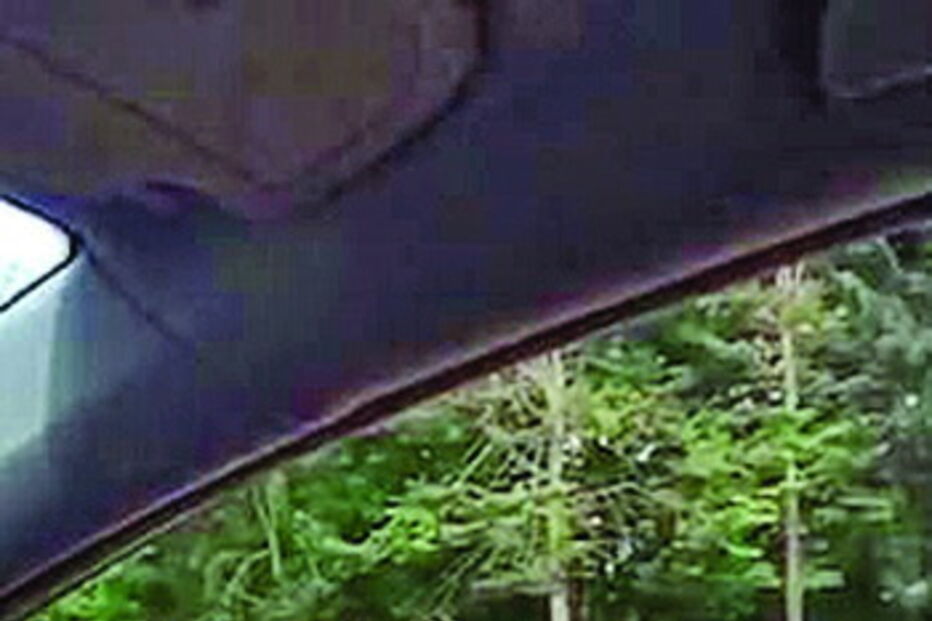 Urso ‘artista’ apanha comida no ar