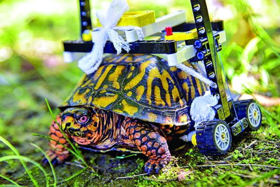 Tartaruga com cadeira de rodas feira de lego