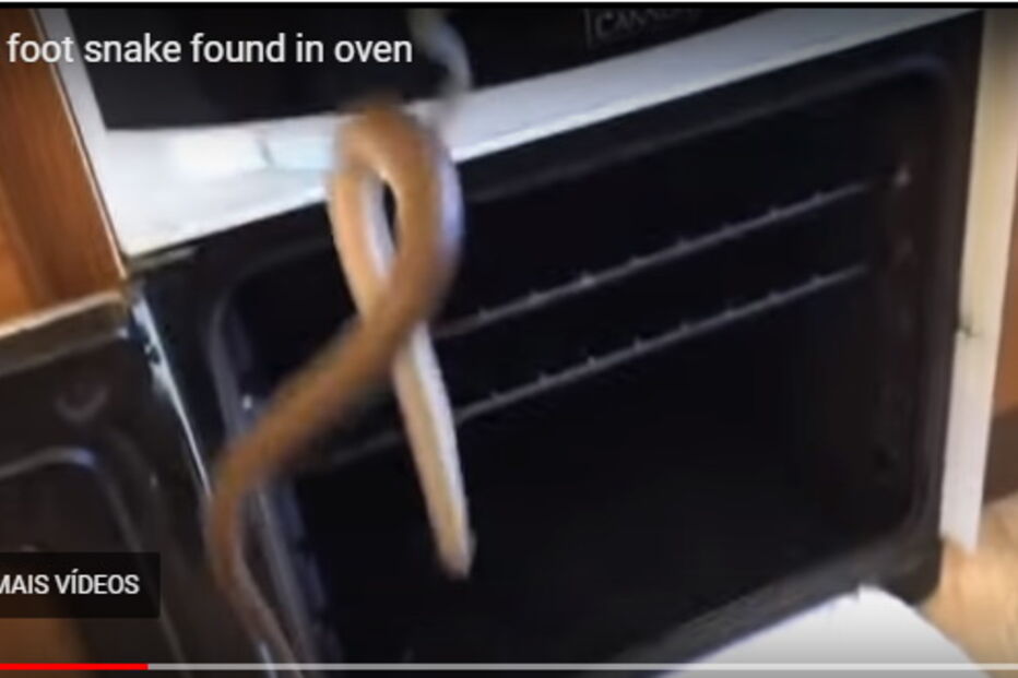 Cobra encontrada em forno de cozinha