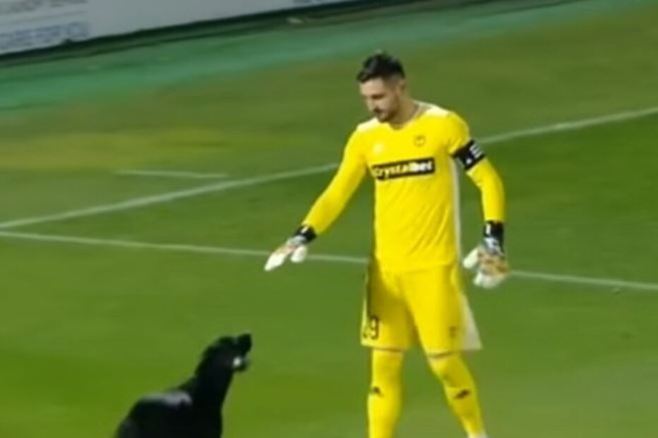 Cão invade relvado e protagoniza momento insólito em jogo de futebol 