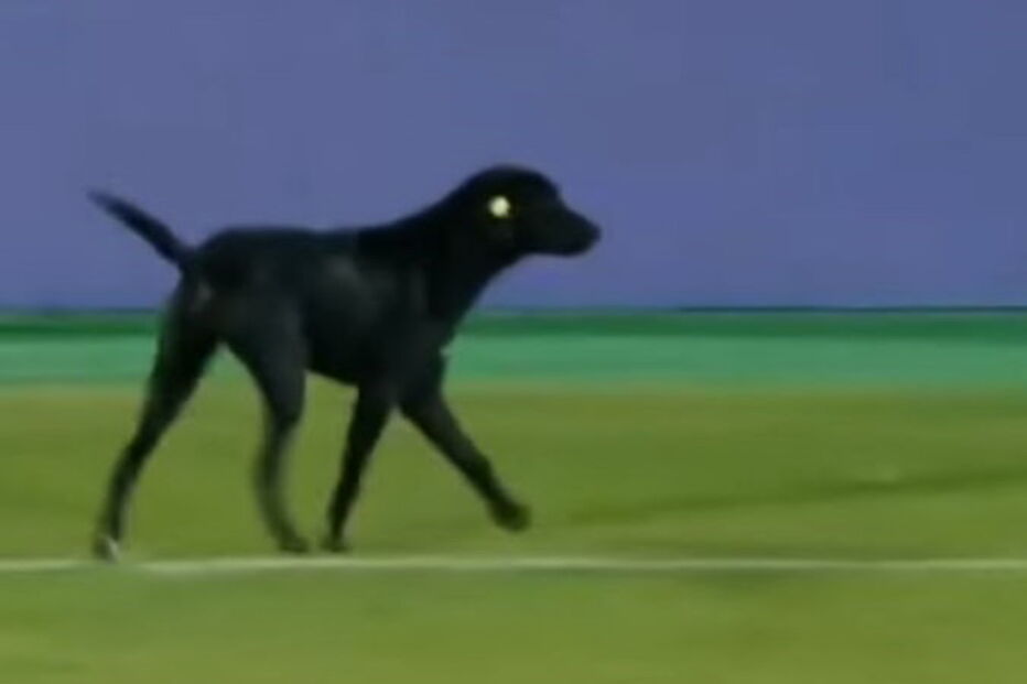 Cão invade relvado e protagoniza momento insólito em jogo de futebol 