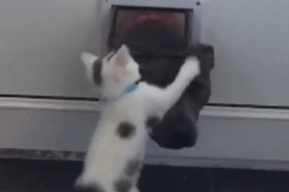 Gato tenta afastar cão da sua porta a todo o custo
