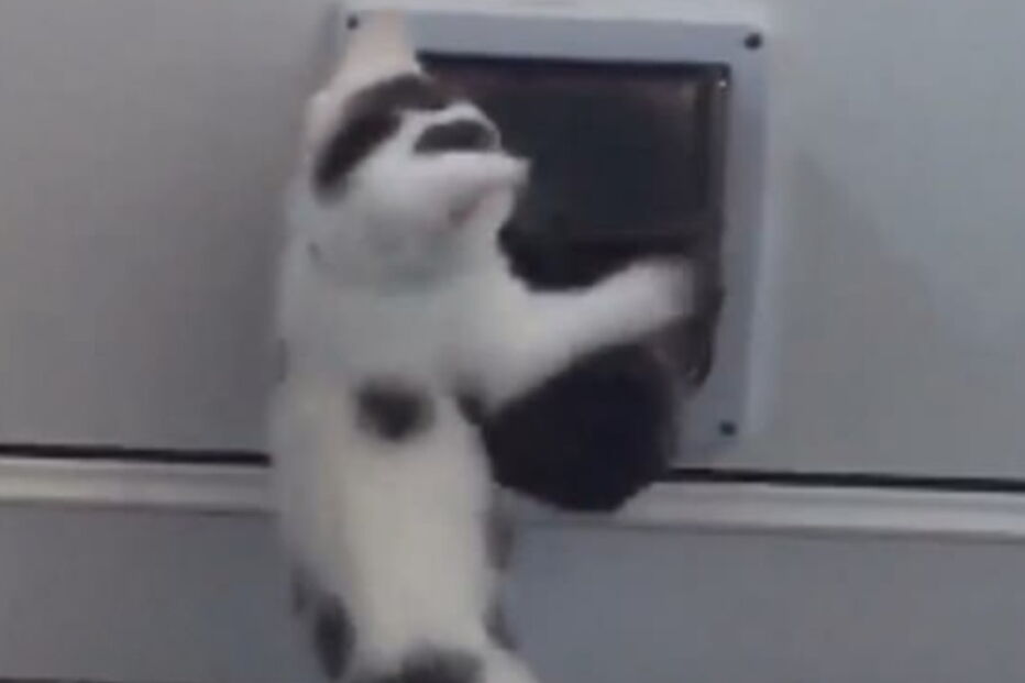 Gato tenta afastar cão da sua porta a todo o custo