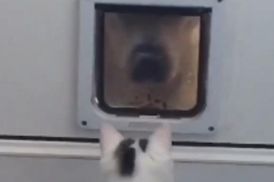 Gato tenta afastar cão da sua porta a todo o custo