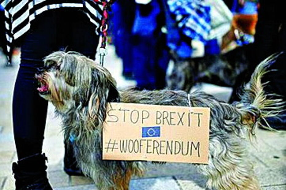 Cães protestam contra o Brexit