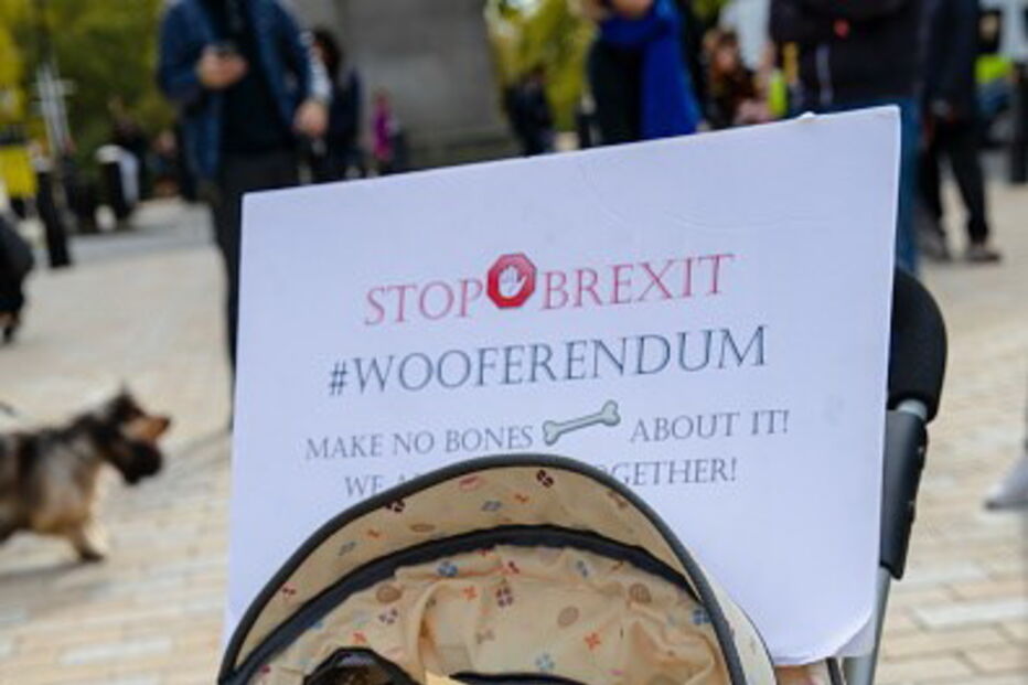 Cães protestam contra o Brexit