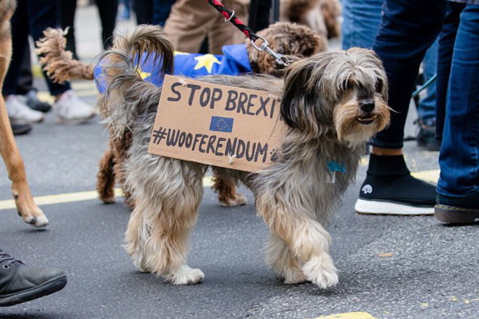 Cães protestam contra o Brexit