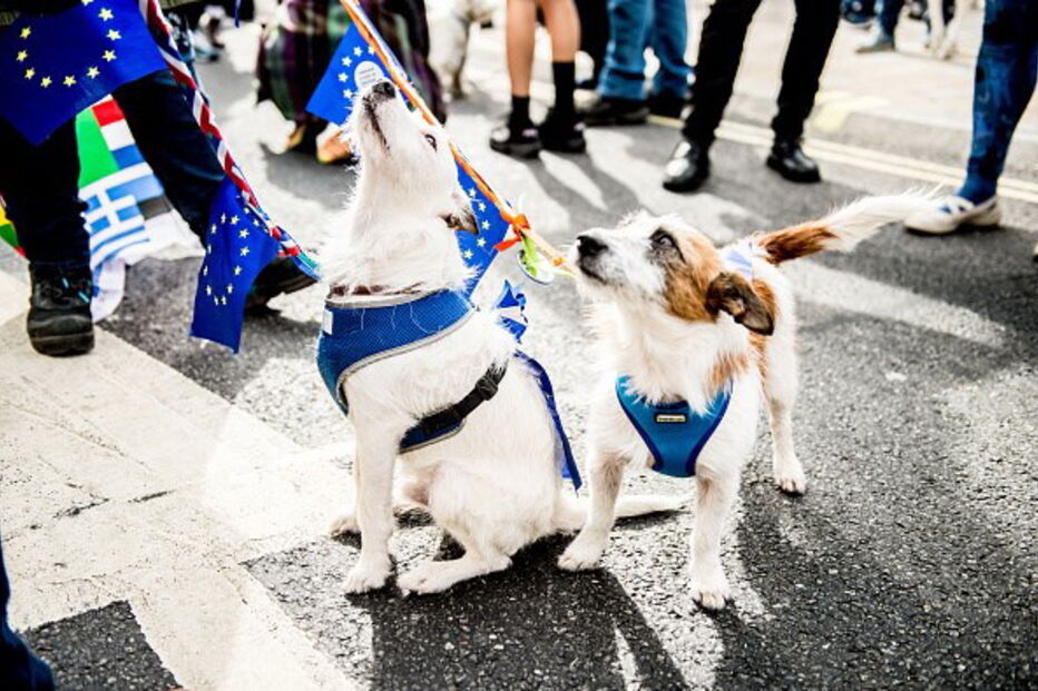 Cães marcham contra o Brexit