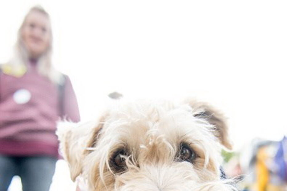 Cães marcham contra o Brexit