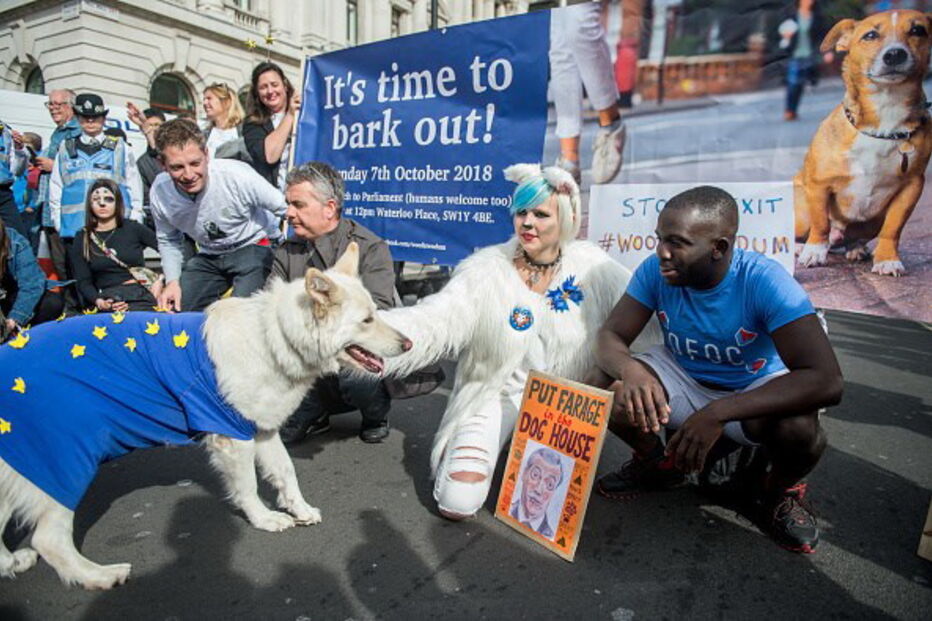 Cães marcham contra o Brexit