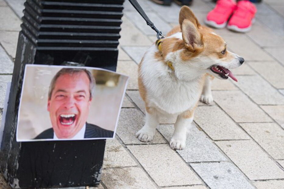 Cães marcham contra o Brexit