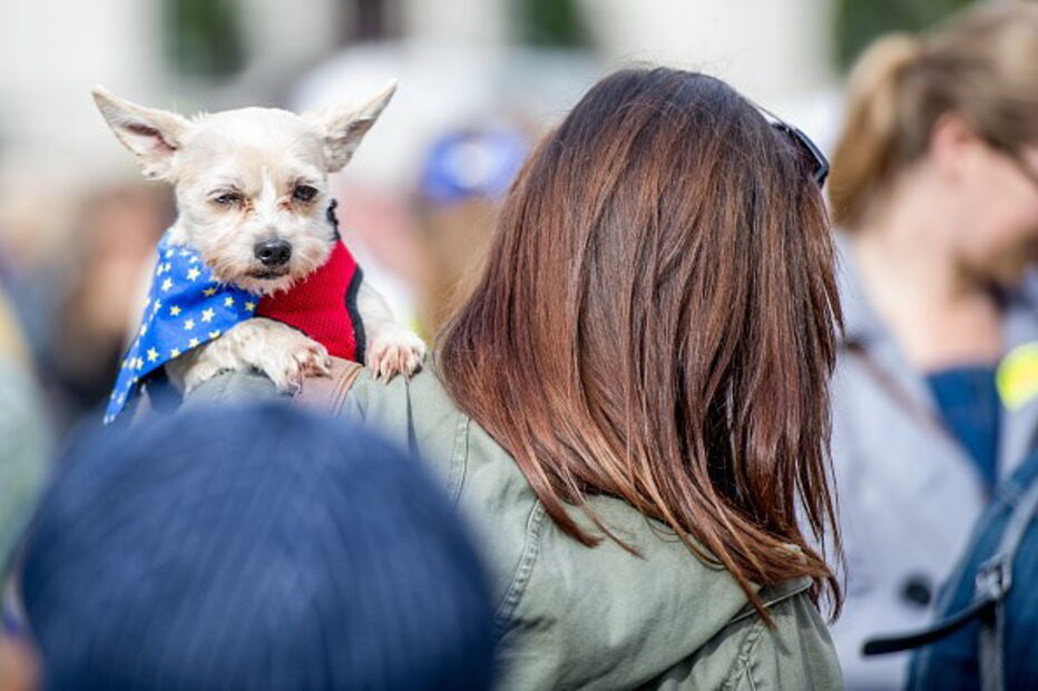 Cães marcham contra o Brexit