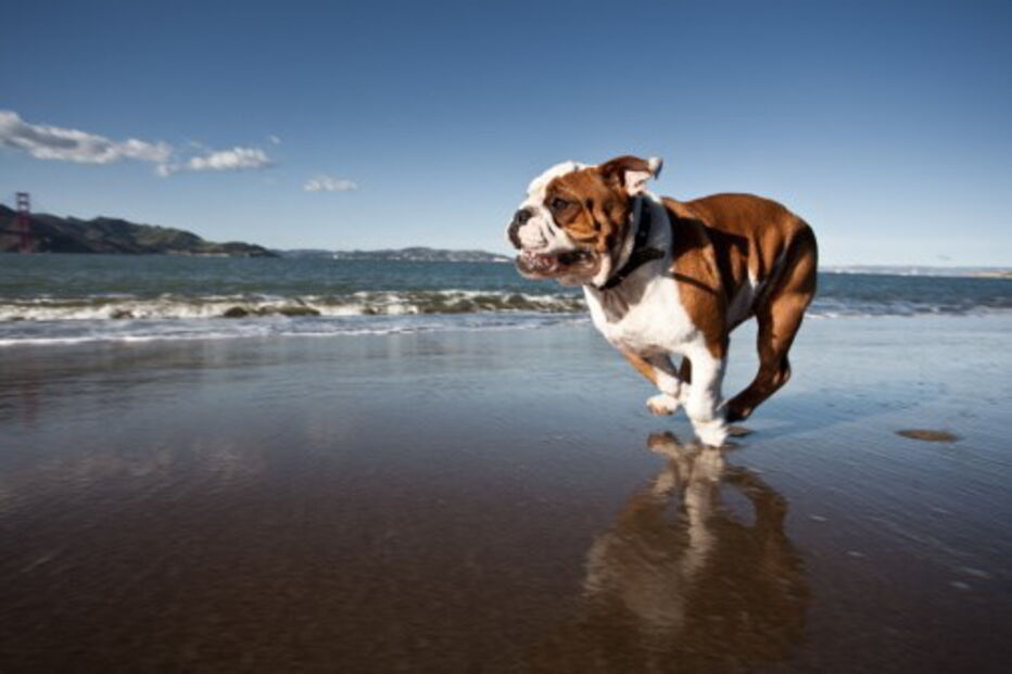 Cão de raça Buldogue Inglês