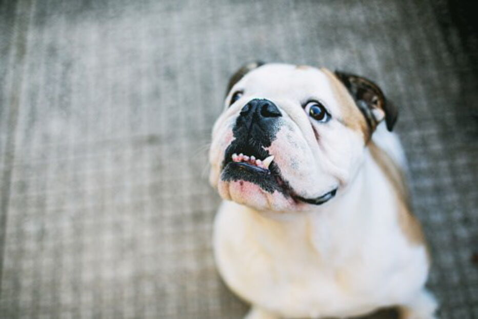 Cão de raça Buldogue Inglês