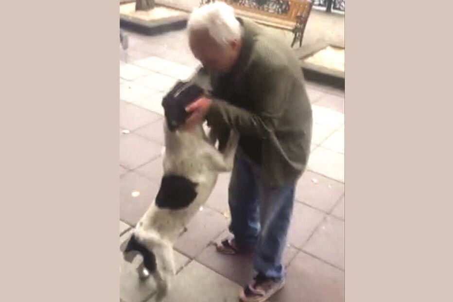 Dono reencontra cão perdido há três anos