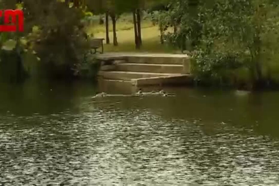 Patos e cisnes degolados  