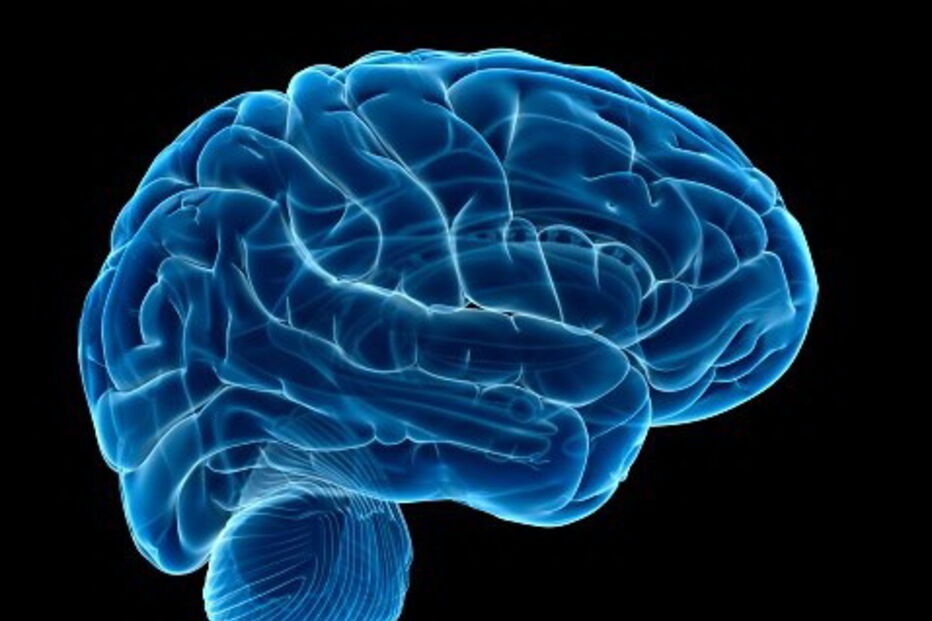 Cérebro humano