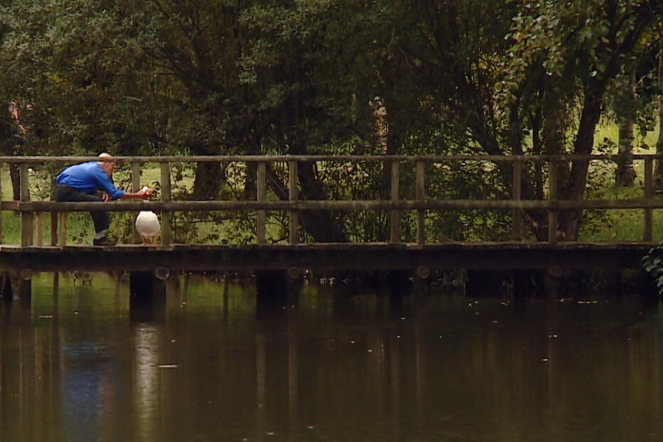 Animais mortos no Parque Urbano do Rio Ul, em S. João da Madeira, provocou choque e indignação na população  