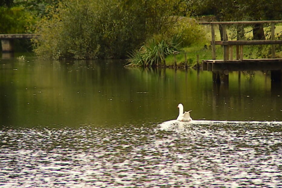 Animais mortos no Parque Urbano do Rio Ul, em S. João da Madeira, provocou choque e indignação na população  