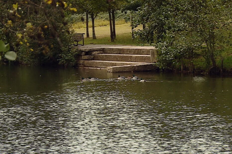 Animais mortos no Parque Urbano do Rio Ul, em S. João da Madeira, provocou choque e indignação na população  