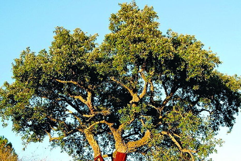 Árvore de grande porte mata homem