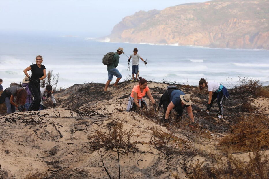 Reflorestação do Parque Natural Sintra-Cascais começou este sábado