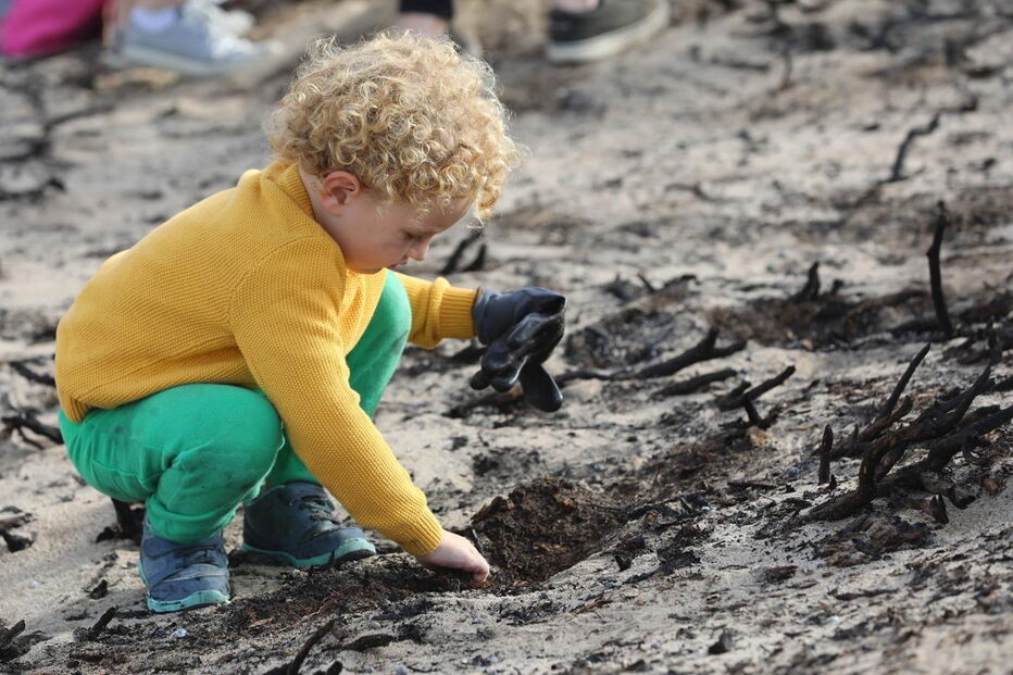Reflorestação do Parque Natural Sintra-Cascais começou este sábado