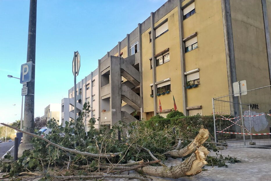 Ramos de árvore caídas no chão no Alto dos Moinhos, Lisboa