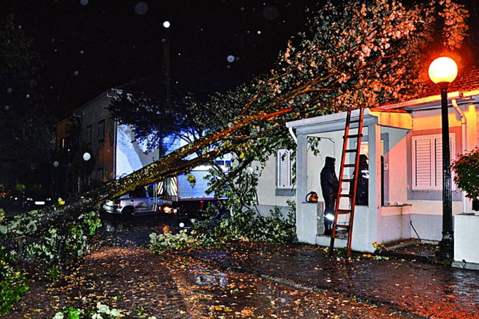 No Porto foram registadas dezenas de ocorrências devido à queda de árvores