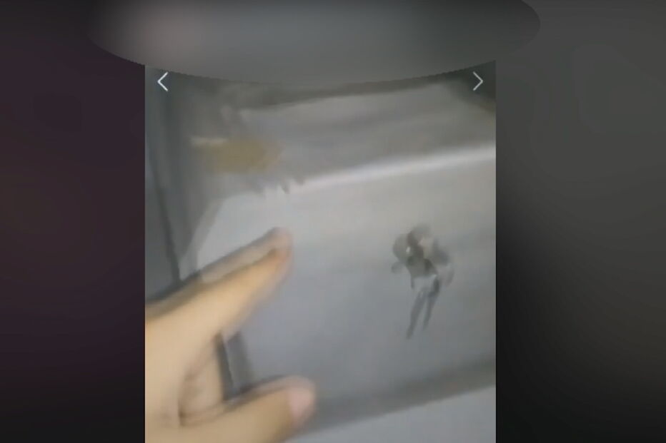 Quatro jovens menores abrem urna de combatente em Vendas Novas