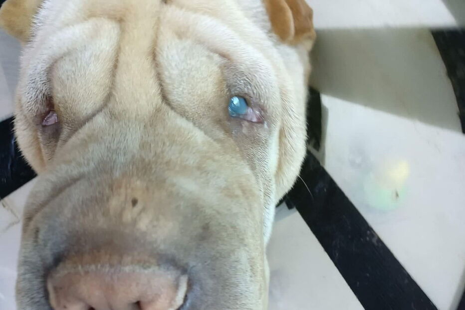 Cão acaba cego após passear em Viseu