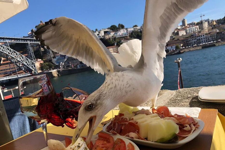 Casillas fotografou momento em que gaivota atacou o seu prato, na Ribeira do Porto