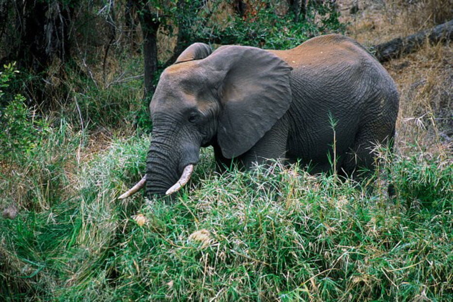 Aumento da caça furtiva de elefantes preocupa Parque Nacional Kruger