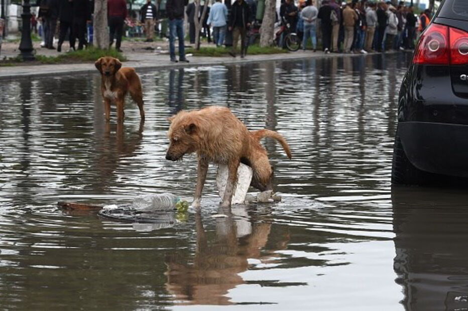 Cinco mortos e dois desaparecidos após cheias inesperadas na Tunísia