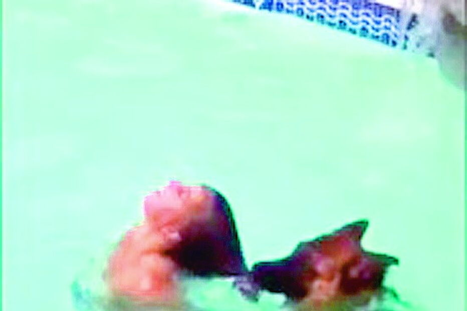 Cadela evita afogamento de uma jovem