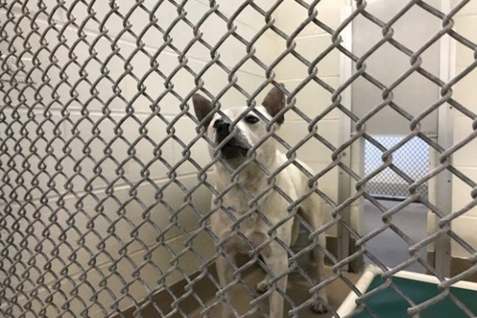 Bubba foi vítima de vários abusos sexuais por parte dos donos