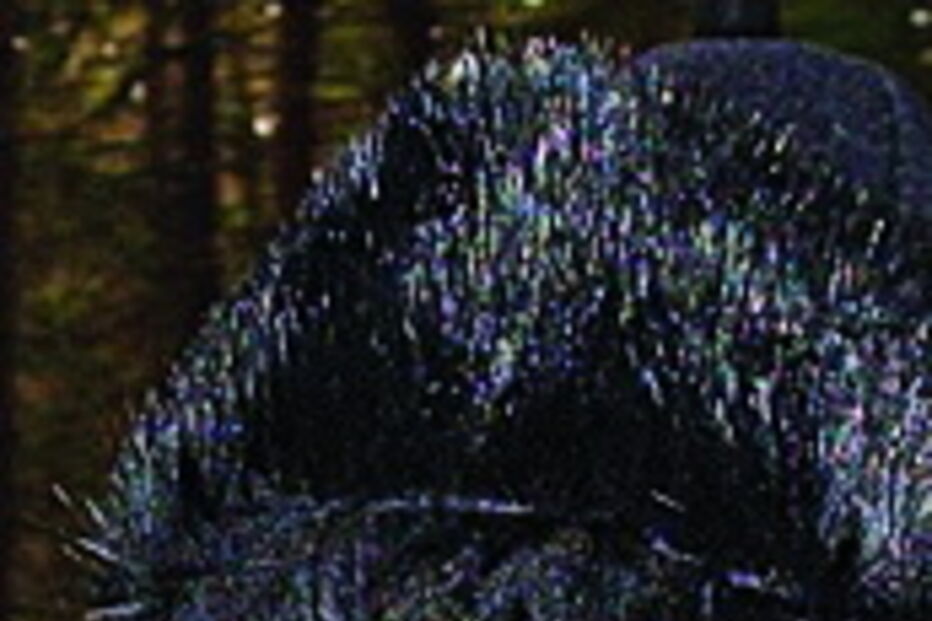 Margarida Elisabeth começa a ser julgada por homicídio 