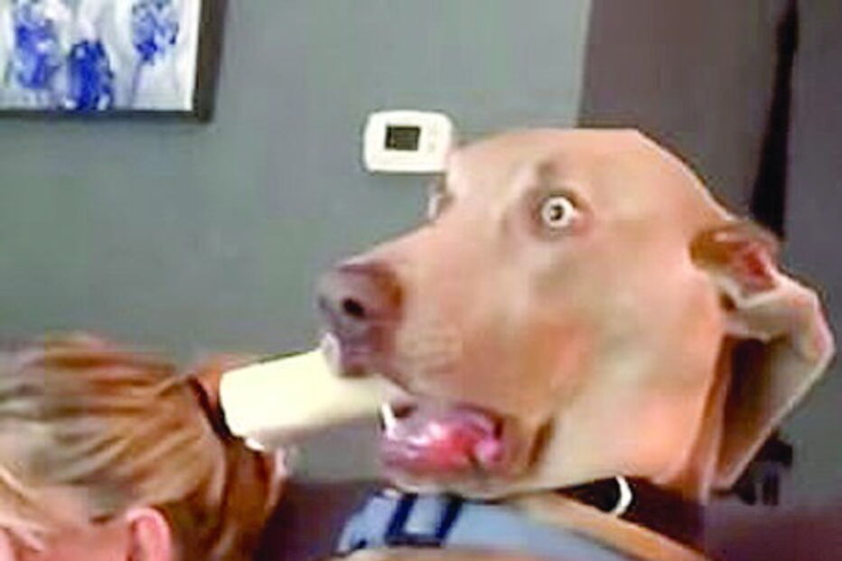 Cão assustado faz expressão hilariante