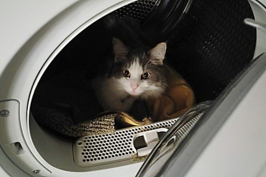 Gatos em máquinas de lavar