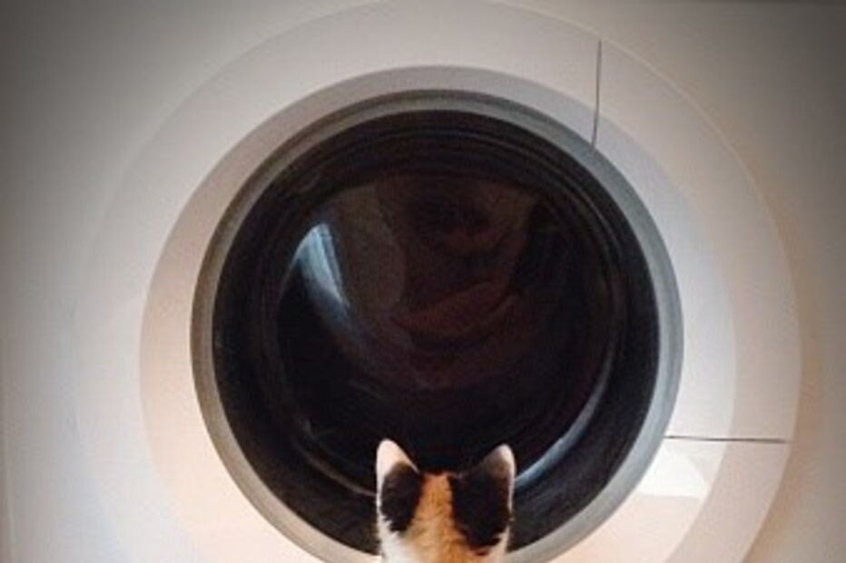 Gatos em máquinas de lavar